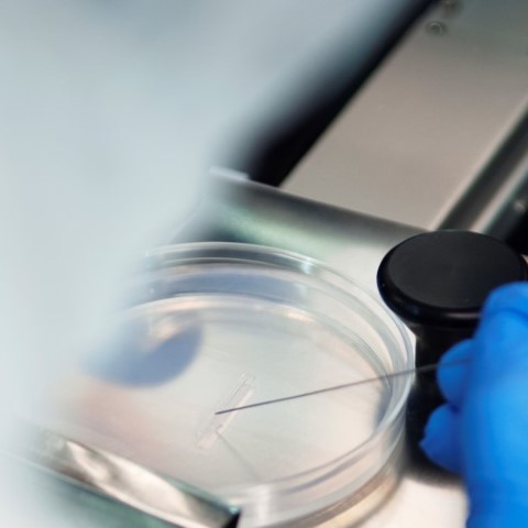 Hand of scientist working with a petri dish.  